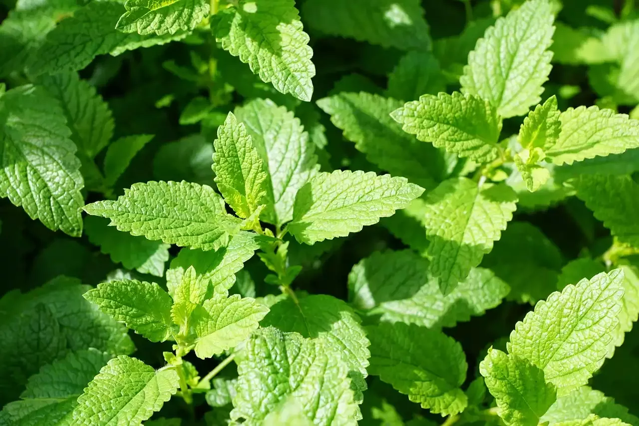 The Best All-Natural Skincare Products
