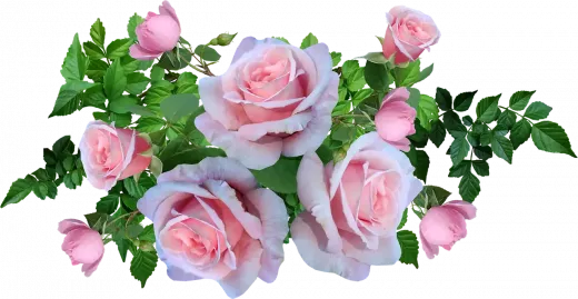 Best Masks for Dry Damaged Hair